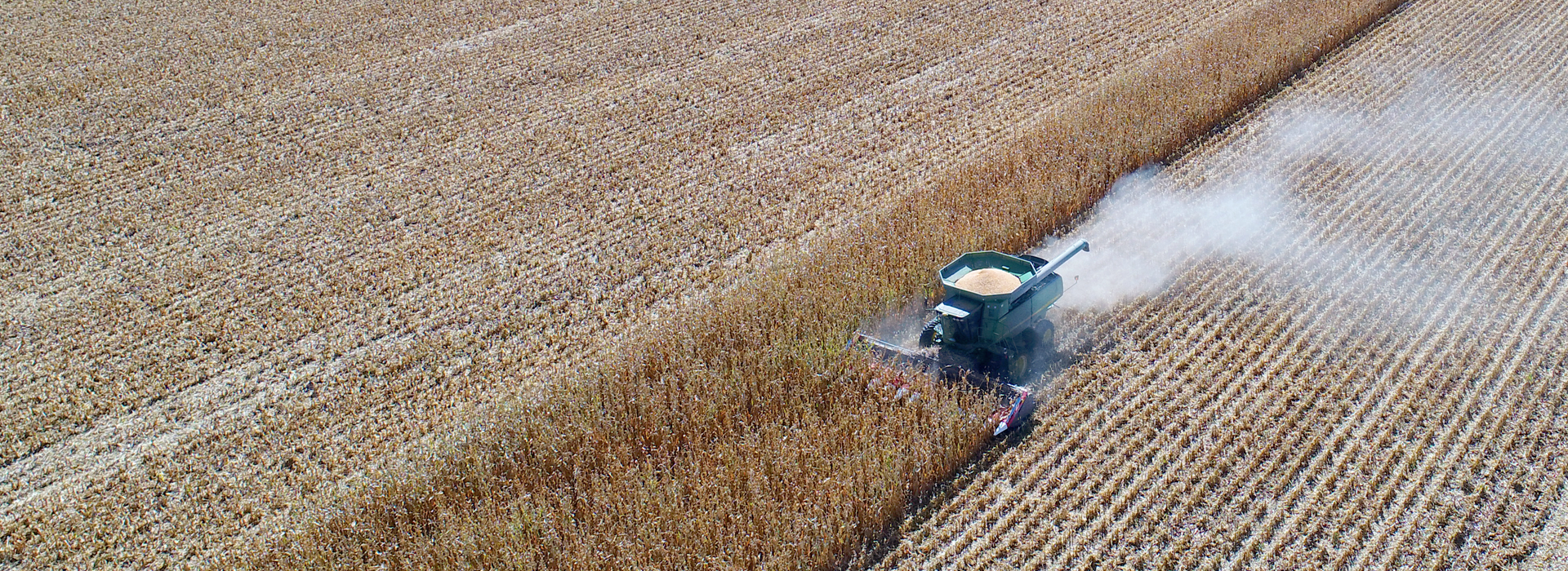 corn header for combine harvester